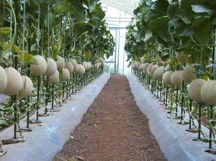 メロン栽培 立体栽培と地這い栽培では一長一短がある やりたい方を選ぶ Melonote めろんのーと