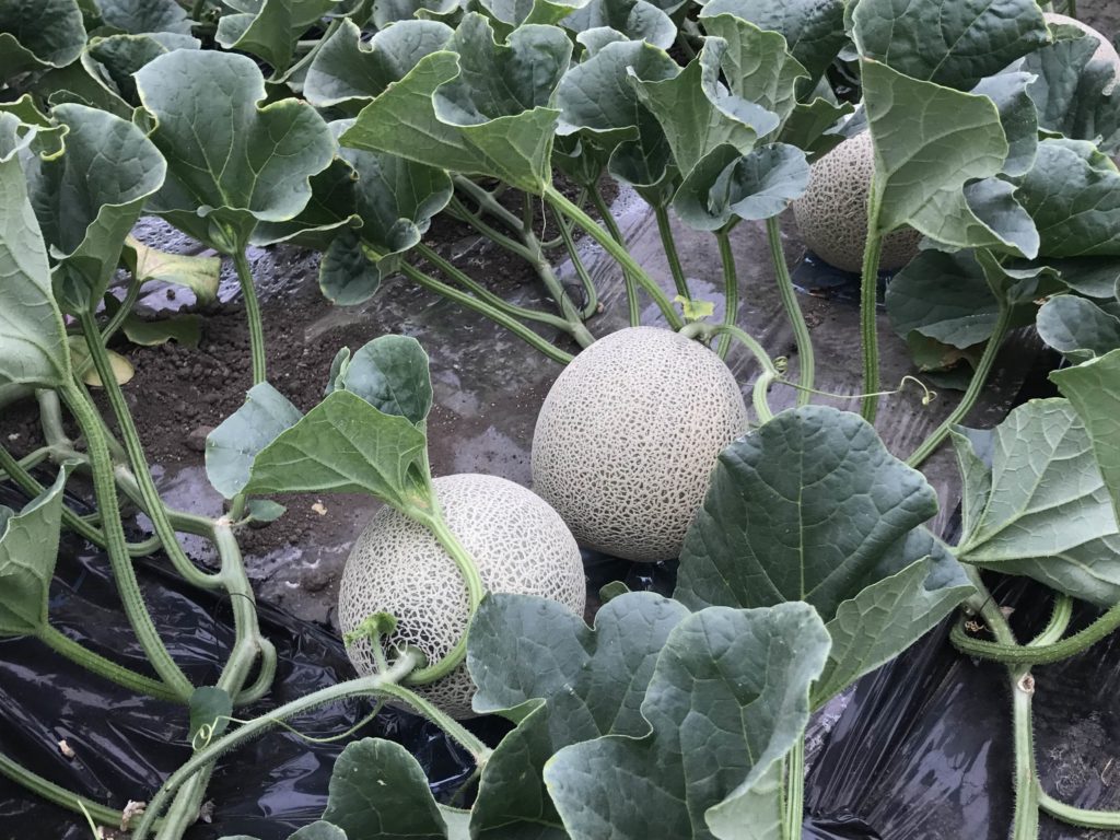 メロン栽培 立体栽培と地這い栽培では一長一短がある やりたい方を選ぶ Melonote めろんのーと